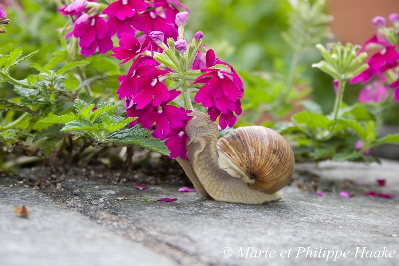 Escargot 7635_wm.jpg - Escargot (Ermitage, Genève, Suisse)